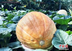 2600余个中外蔬菜品种亮相中国（寿光）国际蔬菜科技博览会